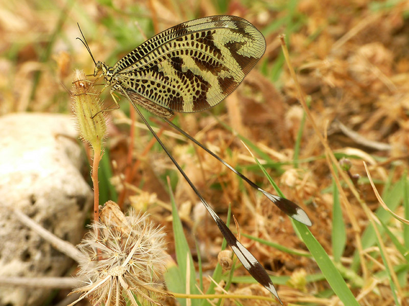 in Grecia:  Nemoptera bipennis ?   No, Nemoptera coa